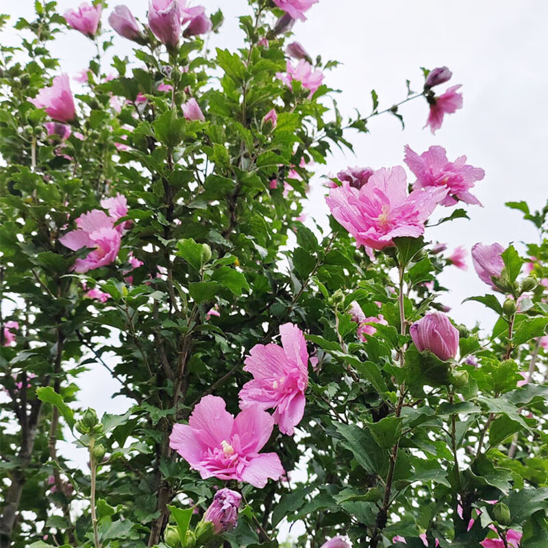 木槿花的寓意解读