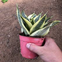 虎皮兰：室内盆栽的养殖方法。让叶片肥厚，金边更艳哈尼荷花兰虎皮兰小盆栽办公室家庭室内桌面小绿植净化空气吸甲醛淘宝月销量100哈尼荷花兰虎皮兰小盆栽办公室家庭室内桌面小绿植净化空气吸甲醛¥10.8¥15.8-虎皮兰养殖技巧