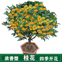 种植桂花树注意事项