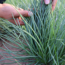 沙葱,又名蒙古韭属百合科,多年生草本,是沙漠草甸植物的伴生植物.