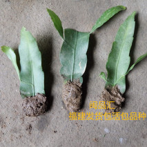 昙花的养殖方法（昙花的养殖方法之五大要点） 第9张