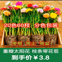 夏天有什么花（夏天有什么花最香） 第5张