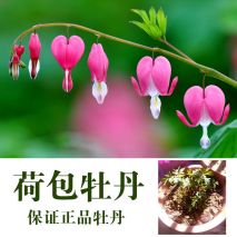 家庭花卉养殖（家庭花卉养殖用杀虫剂） 第3张