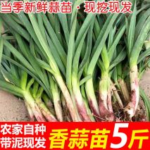 懒得买菜快在家里盆栽蒜苗轻松就能种植