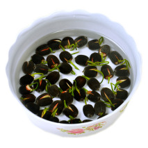 一颗种子泡水里，7天长出小嫩芽，开出碗大的荷花