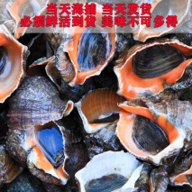 红里螺贝壳细长,螺塔状,红笋螺螺层多,贝壳橙红