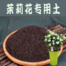 盆栽茉莉的养殖方法和注意事项（茉莉花怎么修剪枝桠） 第4张