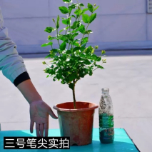 茉莉花界的香气之王笔尖茉莉好养还爱开花一花香一室