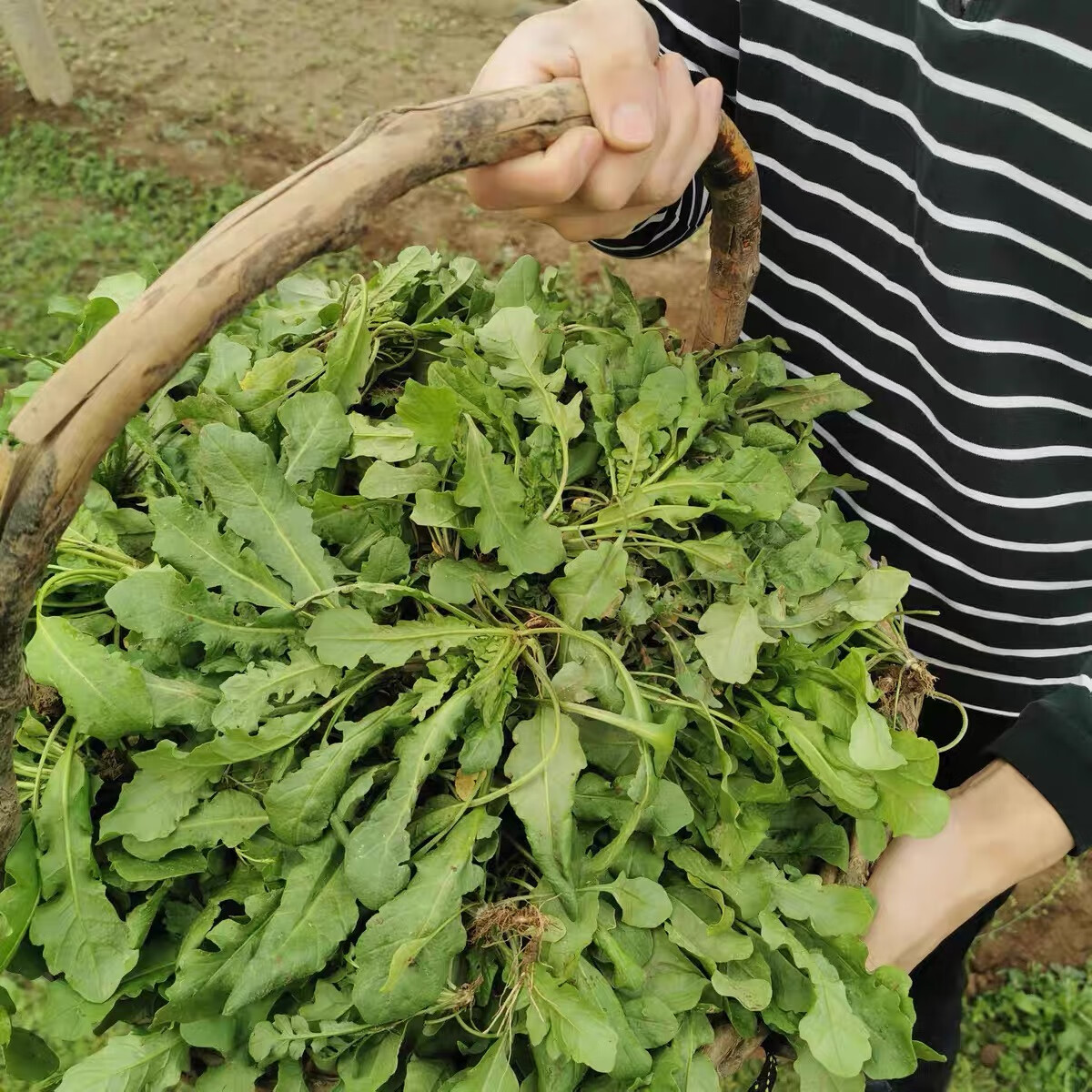 必知!北方芥菜的最佳种植时间全解析