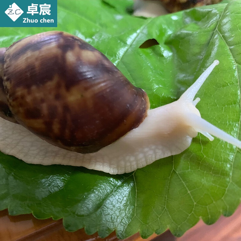 普通蜗牛吃什么如何喂养