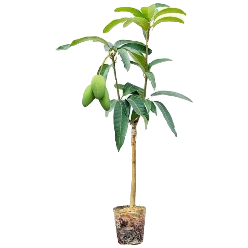 芒果树的生长环境和条件?