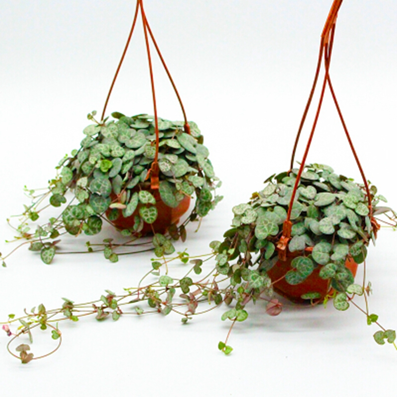 7种很可爱的垂盆多肉植物春暖后就可以入手适合新手