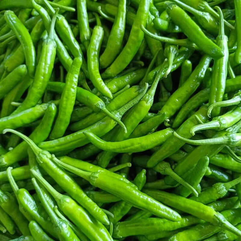 湖南最贵的辣椒是什么品种,是湖南湘阴产的樟树港辣椒