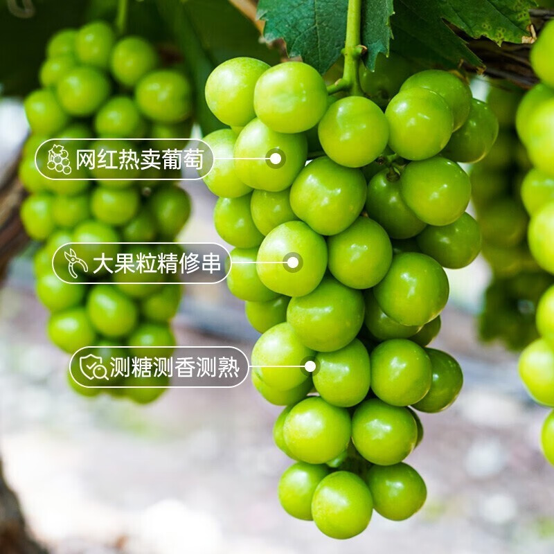 怎么区分晴王和阳光玫瑰?揭秘两款特色葡萄的独特之处