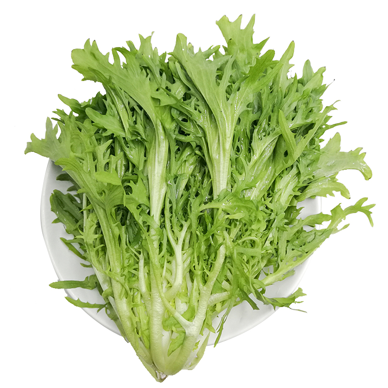苦菊真的那么好吗