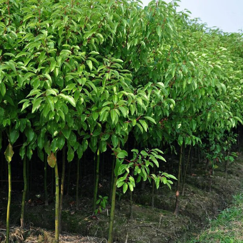 宜宾香樟树种植基地图片