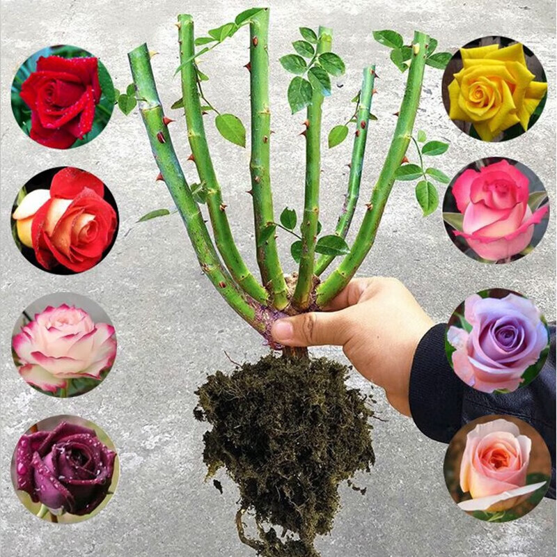 庭院阴面的绿色宝藏:那些耐阴的木本花卉