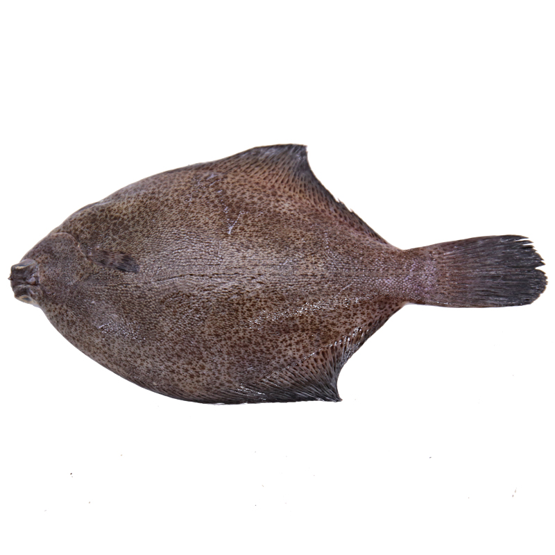 最贵卖到40多元一斤,青岛人百吃不厌的"蝙蝠鱼",你吃过吗?