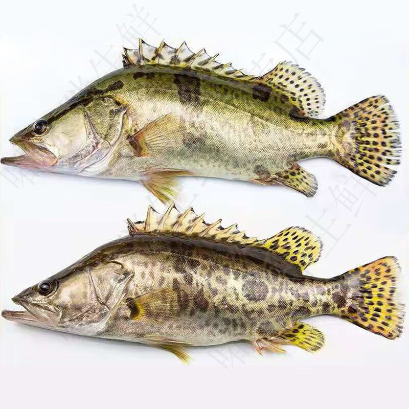 鳜鱼与桂鱼的区别不要再傻傻分不清喽