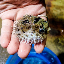 带刺的鱼叫什么名字