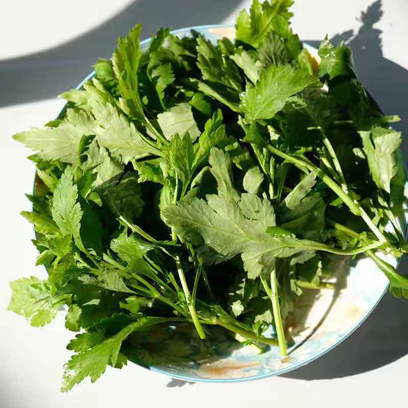 药食同源植物,菊花脑的栽培