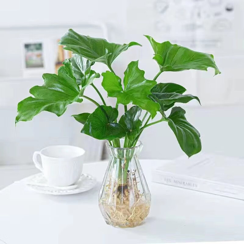 室内植物怎么挑选?耐阴植物有哪些