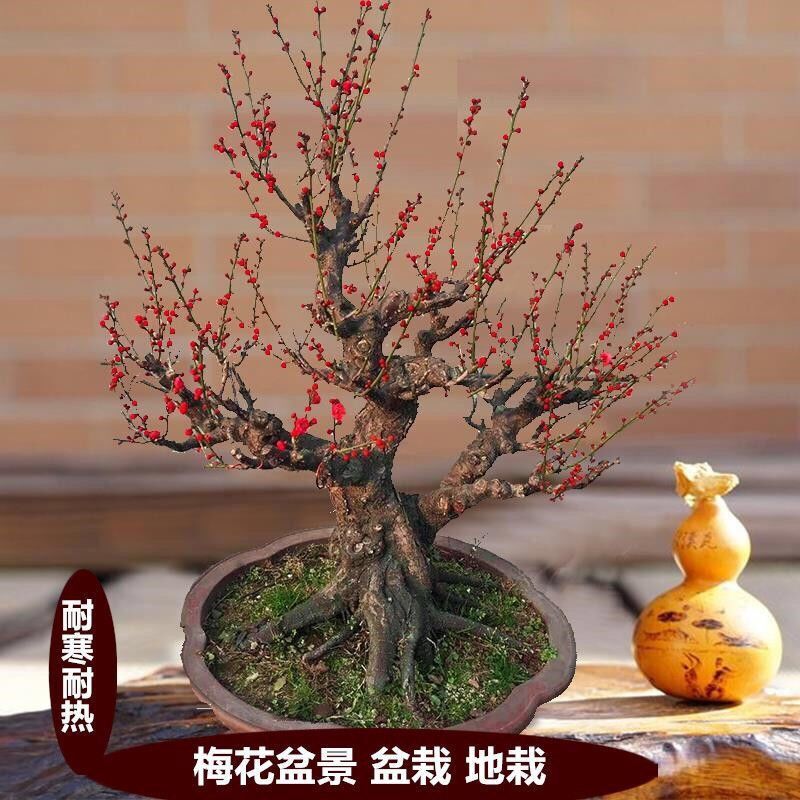 冬季来临养束梅花,太有意境了!