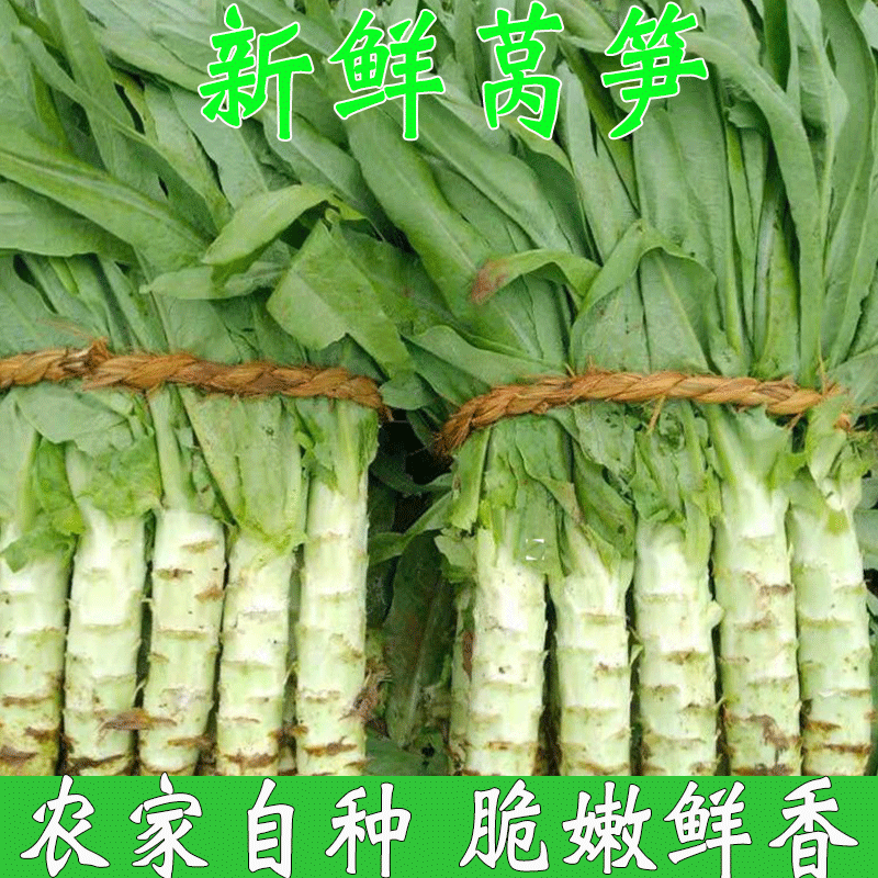 北方山莴苣菜图片