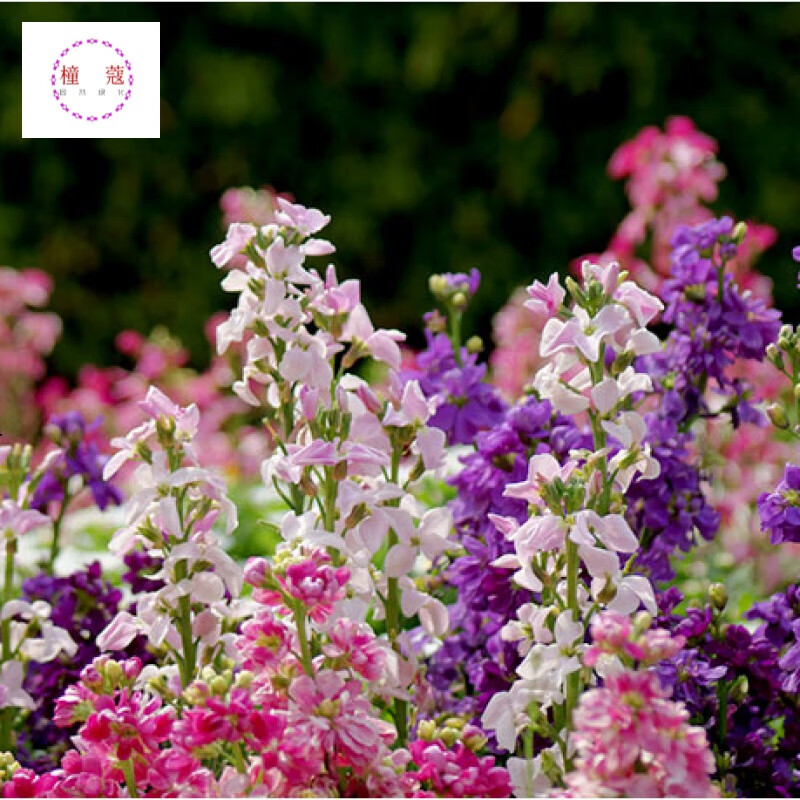 花卉原产于地中海东部和土耳其地区,如今已在全球范围内的园林和花坛