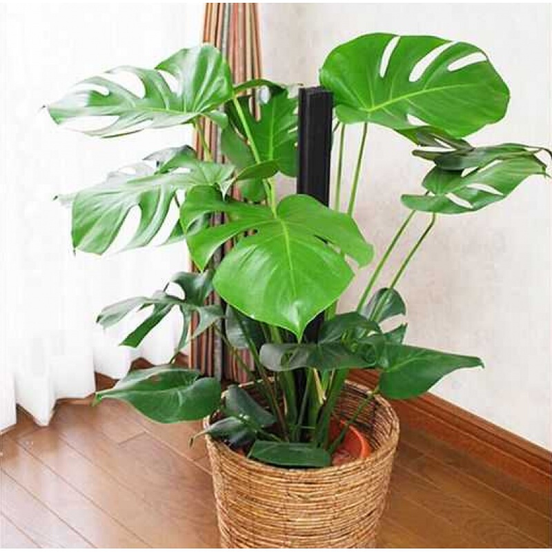 最耐阴的十大室内植物大型?室内植物怎么挑选?耐阴植物有哪些