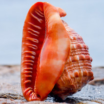 世界三大知名海螺品种