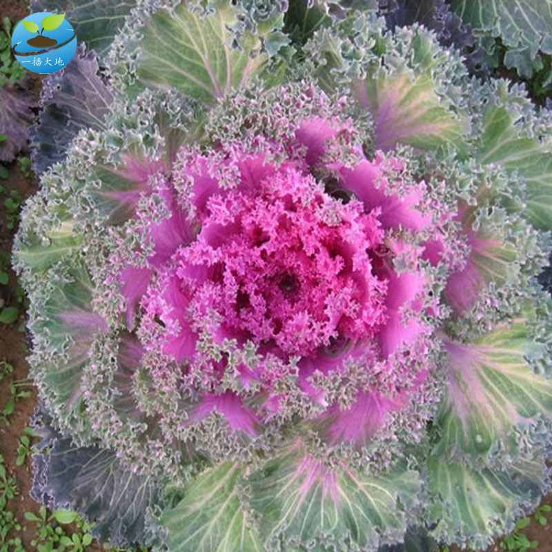 羽衣甘蓝老桩怎么修剪?修剪需要注意什么?修剪后如何长得更快?