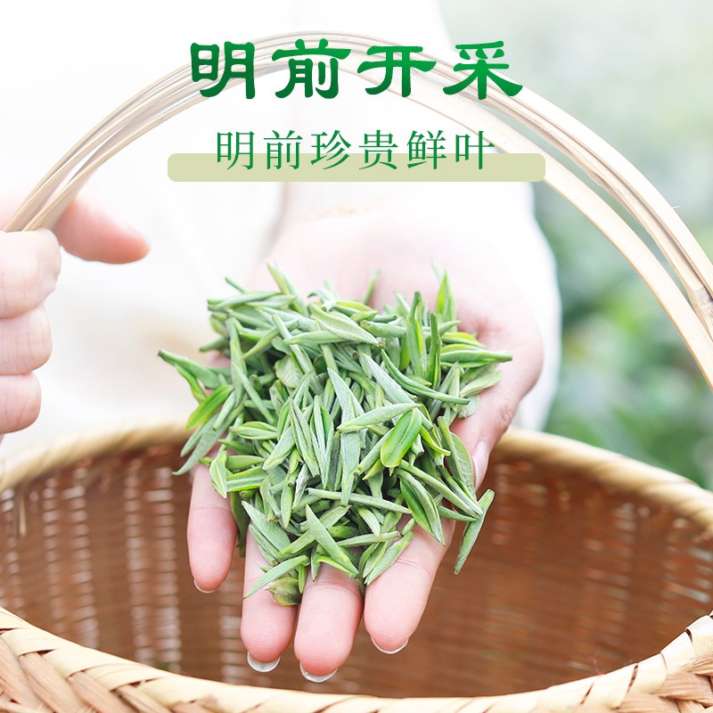 信阳毛尖都匀毛尖哪个好一文看懂正宗信阳都匀毛尖怎么选