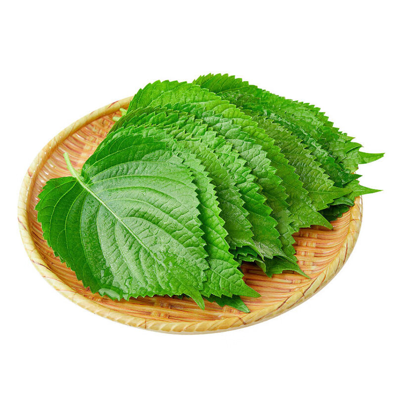 你尝过苏子叶吗