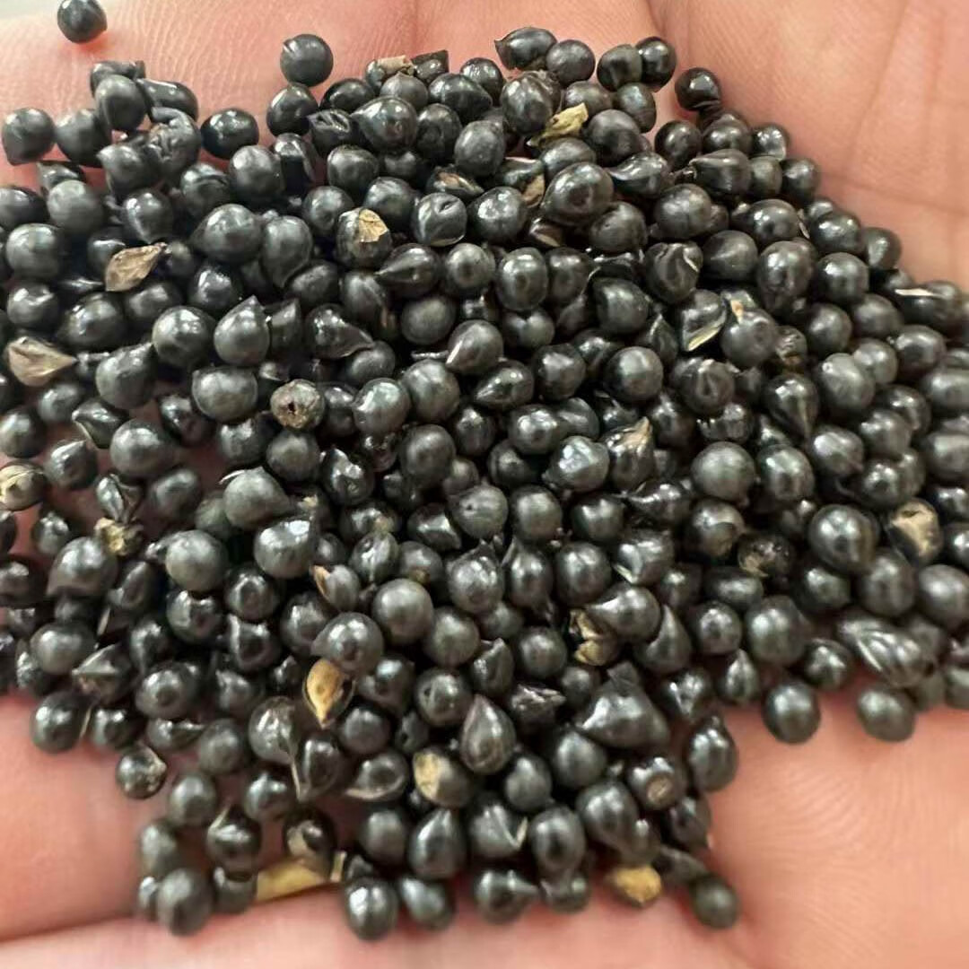 利润非常高的种植,种植10亩一年轻松收入35万!南北方都能干!