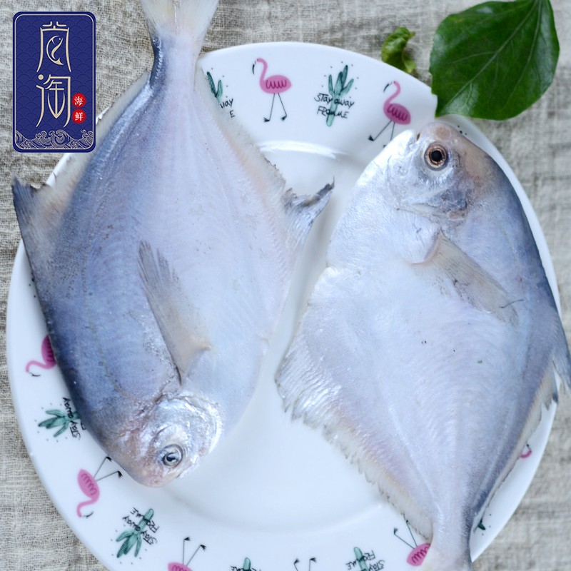 鲳鱼的常见种类有哪些