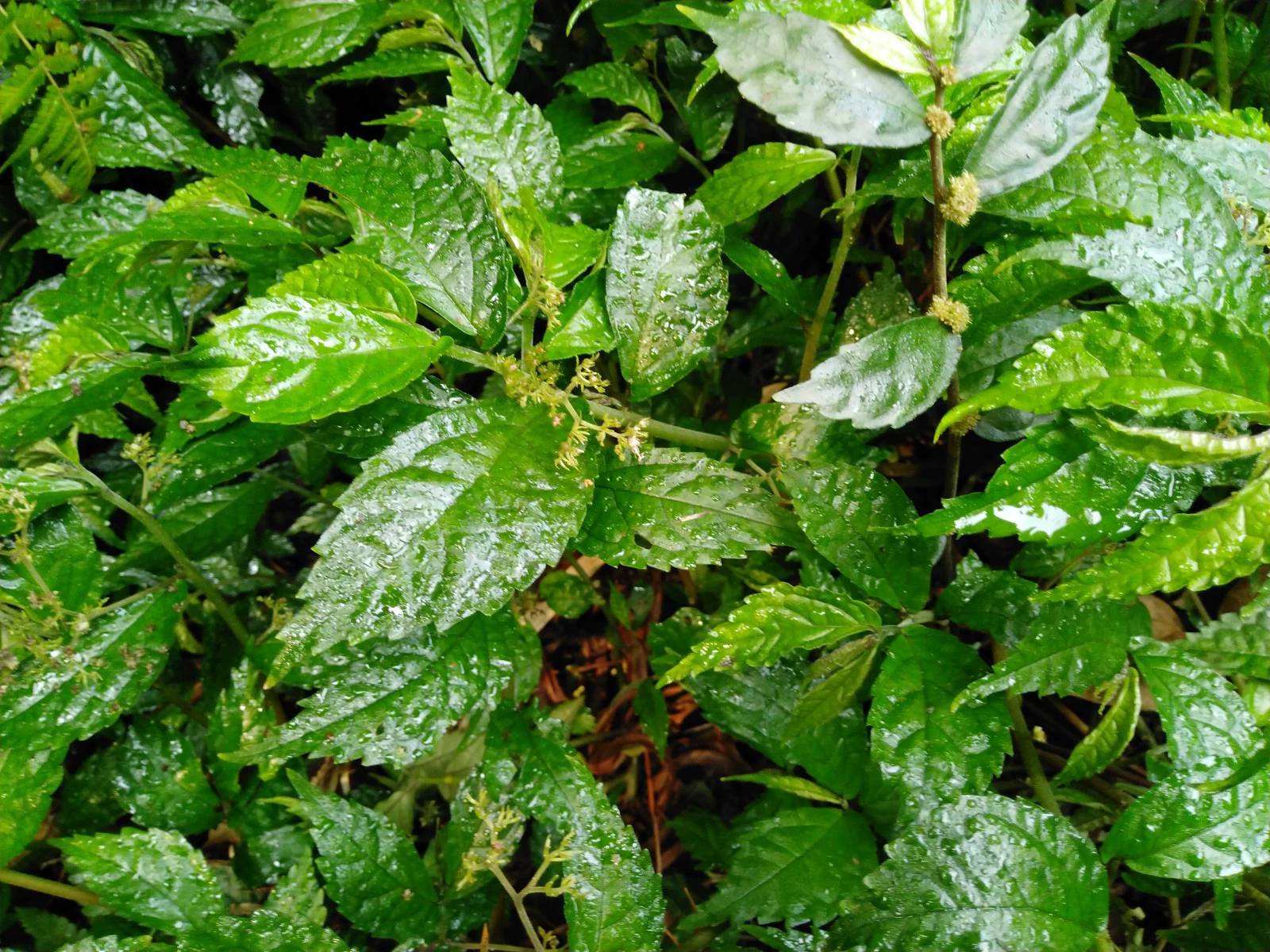 赤车,又称小锦枝,赤车使者,有3大作用,农民朋友要了解!